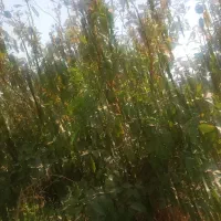 فروش باغچه قیمت مناسب با مجوز گلخانه