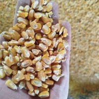 ذرت سالم خرد شده