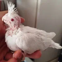 جوجه عروس هلندی