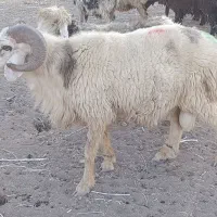 قوچ دو رون جوان