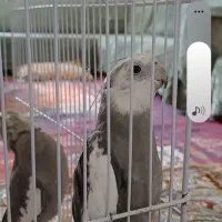 عروس هلندی
