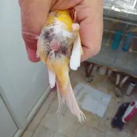 قناری ماده|پرنده|تهران, اسفندیاری|دیوار