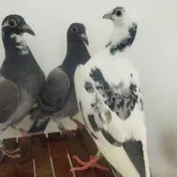 جوجه پلاکی