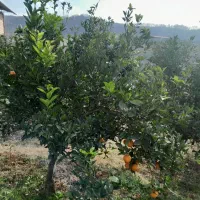 فروش-زمین-باغ-مرکبات