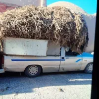 خرید فروش ریشه شیرین بیان..محک