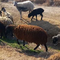 ۱۴راس شیشک میش تمیز جنس دار