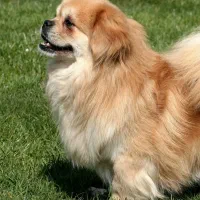 سگ اسپانیل تپیتان|سگ|کرمانشاه, |دیوار