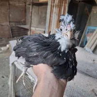 نیمچه گلین