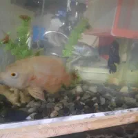 ماهی تزعینی وسایل ارزان