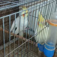 شادگان|پرنده|شادگان, |دیوار