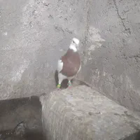 جوجه طوق سرخ نر|پرنده|کاشمر, |دیوار