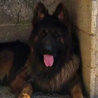 ژرمن کینگ مو بلند