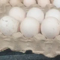 تخم بوقلمون