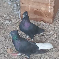 اشعل نر