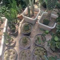 گل طبیعی خانگی|گل و گیاه طبیعی|پارس‌آباد, |دیوار
