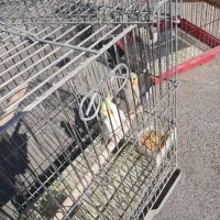 ۴ جفت عروس هلندی|پرنده|شیراز, تل حسینآباد|دیوار