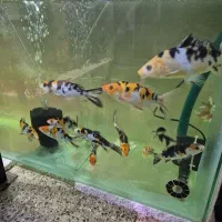 کوی تری کالر