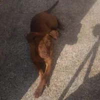 سگ پیتبول|سگ|اسلام‌شهر, شهرک توحید|دیوار