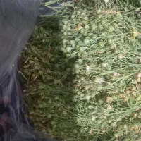 اسفند دانه درشت