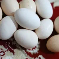 تخم مرغ محلی برای بانوان ورزشکار