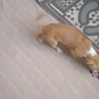 سگ پاکوتاه پاپی