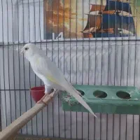 قناری ماده کار نداده