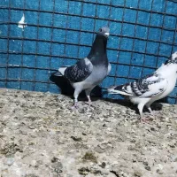 10 عدد ابلق موقعیت خوزستان|پرنده|مشهد, امیریه|دیوار