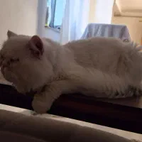 گربه نر جفتگیری|گربه|قائم‌شهر, |دیوار