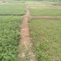 سبزی فروسی نمونه
