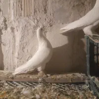 کفتر|پرنده|تبریز, |دیوار