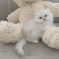 گربه های اشرافی