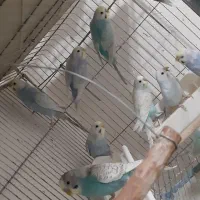 مرغ عشق انگلیسی و مرغ عشق رنگین کمانی|پرنده|خلخال, |دیوار