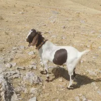 سلام بزغاله نر ۳شیره