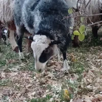 قوچ رومانوف