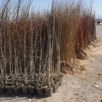 نهال|خدمات باغبانی و درختکاری|مهریز, |دیوار