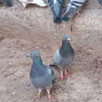 کبوتر پرشی|پرنده|سبزوار, قصبه شرقی|دیوار