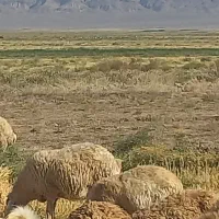 گوسفند داشتی|حیوانات مزرعه|اسفراین, |دیوار