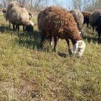 چهل راس گوسفند آبستن وبره دار جوان بالای ۸۰گیلو|حیوانات مزرعه|اردبیل, |دیوار