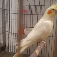 عروس هلندی لوتینو