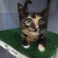 واگذاری بچه گربه|گربه|رشت, امین الضرب|دیوار