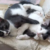 بچه گربه