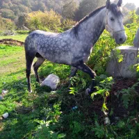 فروش اسب نریان۵سال|اسب و تجهیزات اسب‌سواری|نوشهر, |دیوار