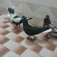 نر پرشی درجه یک