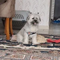 سگ آپارتمانی (پنبه)