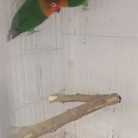 طوطی کوتوله مواد تضمینی|پرنده|ماهان, |دیوار