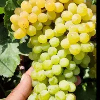 کارگرباغ اسپار