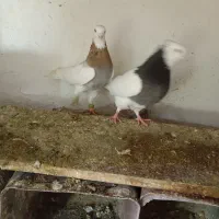 یجفت طوقی فروشی  یدونه دم سفید نره فروشی