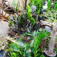 گلفروشی نوید