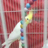 پرنده|پرنده|مشهد, امیریه|دیوار