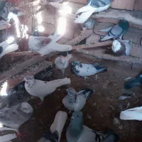 کبوتر|پرنده|بافت, |دیوار